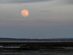 Pink Spermoon 7/4/2020 - 2