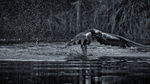 Osprey fishing