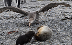 Giant petrel trying to catch the baby fur seal