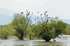 Pygmy Cormorants