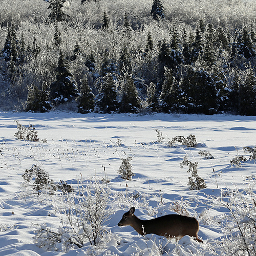 A young deer makes it's way through the Renforth Bog in the days after the ice storm. Winter can be very hard on the…