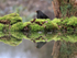 Blackbird (male) at reflection pool, Otterbourne, Hampshire