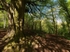 Anston Stones Wood (02)