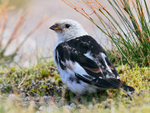 Snow Bunting on the ground at the top of Cairn Gorm Mountain