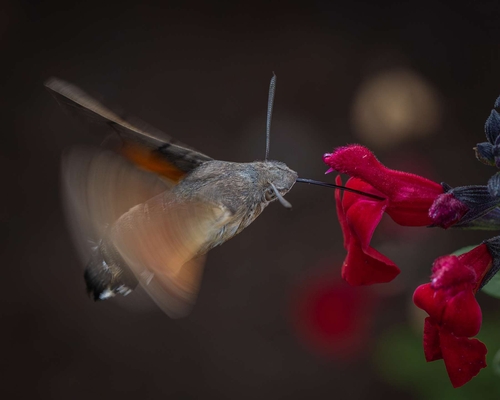 Occasional visitors to our garden, but very active and difficult to photograph. This one hovered nicely for a few sec…