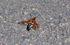 Cicada Killer Wasp
