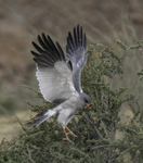 Pale Chanting Goshawk, hunting