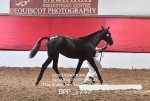 BPP_1747