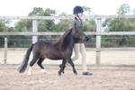 Class 4 - Miniatures and Shetlands portfolio