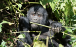 Bwindi (Ruhija)