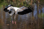 Wood Stork looks to land on water, Wakodahatchee Wetlands, Florida
