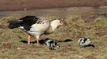 Andean Goose watching over goslings, Machuca, Chile