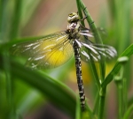 Southern Hawker