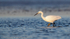 Little Egret (Egretta garzetta)