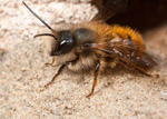 Osmia bicornis (m)