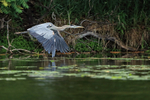 Great Blue Heron flying, Minnesota, USA