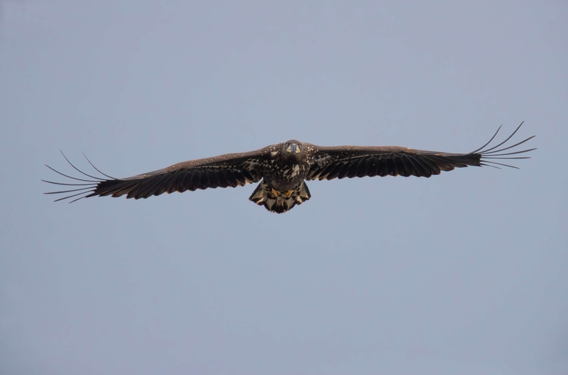 White Tailed Eagle - Isle of Mull - Scotland
