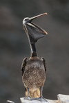 Peruvian Pelican opens bill, Chile