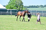 Class 99-100 - Retraining of Racehorses Ridden portfolio