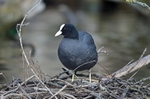 Coot