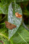 speckled wood butterfly Parage aegeria-6537