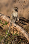 Vervet Monkey