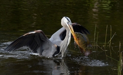 Great Blue Heron _0034