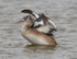 Great Crested Grebe (juvenile) flapping its wings