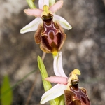 Tyrhennian Ophrys (Ophrys tyrrhena)