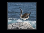 Blue-footed booby