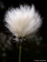 Hare's-tail Cottongrass (02)