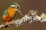 Kingfisher no.24