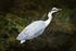 Grey Heron in River 1
