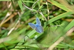 Common Blue