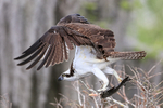 Osprey flies off with fish, Blue Cypress Lake, Florida