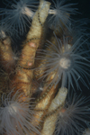 Chaetopterus variopedatus (worm not visible)
