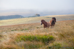 Dartmoor Horses