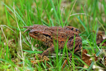 Common Toad
