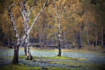 Beech Trees