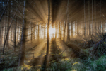 Head for the Light