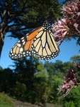 Monarch butterfly, Golden Gate Park, San Francisco
