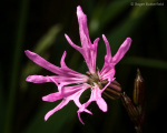 Ragged-Robin (01)