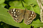 SPECKLED WOOD BUTTERFLY