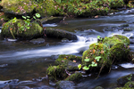 Rouken Glen, Glasgow - 2940