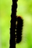 Tiger Moth Caterpillar
