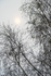 3rd April Birch