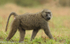 Olive baboon.