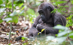 Baby gorilla three years old