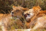 IMG_1465 Maasai Mara
