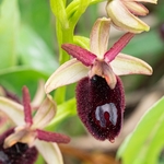 Ophrys bertoloniiformis (syn. O. bertoloni ssp bertoloniiformis) 